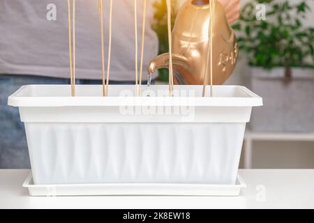 Ein Mann gießt Wasser aus einer Gießkanne aus Kunststoff auf Erbsensprossen, die in einer Balkonkiste gepflanzt sind. Der Anbau von Mikrogrüns, süßen Erbsen zu Hause in einer Wohnung. Stockfoto