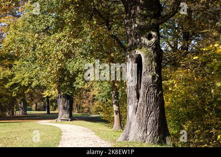 Bad Muskau, Deutschland. 23. Oktober 2022. Im Fürst Pückler Park in Bad Muskau werden im Herbst Eichen gefärbt. Ein beliebtes Ausflugsziel ist der rund 800 Hektar große Landschaftspark im englischen Stil in der Oberlausitz. Quelle: Frank Hammerschmidt/dpa/Alamy Live News Stockfoto