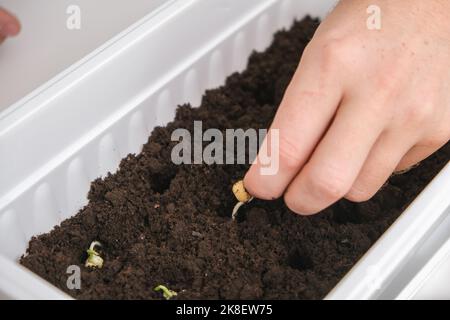 Ein Mann pflanzt Erbsensprossen in Löchern im Boden, Boden. Vorbereitung der Sämlinge in der Balkonbox. Der Anbau von Mikrogrüns, süßen Erbsen zu Hause in einer Wohnung. Stockfoto