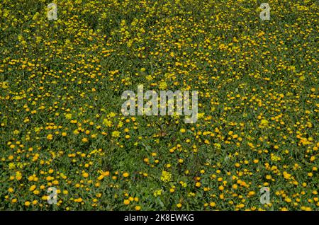 Wiese mit Ringelblume Calendula arvensis und Kurzsenf Hirschfeldia incana in Blüte. Gran Canaria. Kanarische Inseln. Spanien. Stockfoto