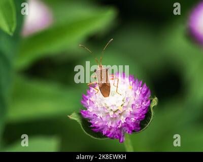 Ein kleiner Reisgestinkbug, cletus puncttiger, auf einer kleinen Amaranth-Globe in der Nähe einer japanischen Reisfarm in Yokohama, Japan. Stockfoto