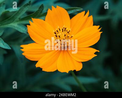 Eine leuchtend goldene Kosmos-Wildblume blüht mit Blättern im Hintergrund neben einem japanischen Straßenrand in der Nähe von Yokohama, Japan. Stockfoto