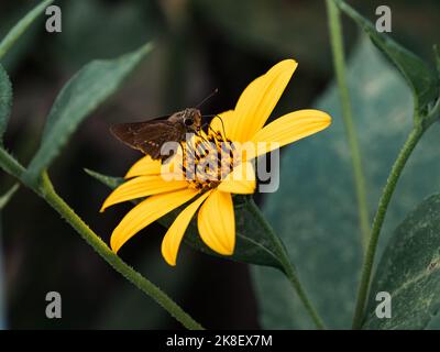 Gewöhnlicher, gerader, schneller Schmetterling, Parnara guttata, auf einer gelben Blume vom Typ Gänseblümchen in einem Park in der Nähe von Yokohama, Japan. Stockfoto