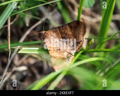 Ein braungestreifter Semilooper-Motte, Mocis undata, versteckt sich im hohen Gras neben einem überwucherten Wanderweg in Yokohama, Japan. Stockfoto