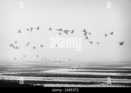 Schwärme von Graugänsen, die sich an einem nebligen Morgen im Wattenmeer zu ihrer saisonalen Wanderung versammeln Stockfoto