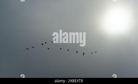 Schwärme von Graugänsen, die sich an einem nebligen Morgen im Wattenmeer zu ihrer saisonalen Wanderung versammeln Stockfoto