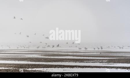 Schwärme von Graugänsen, die sich an einem nebligen Morgen im Wattenmeer zu ihrer saisonalen Wanderung versammeln Stockfoto