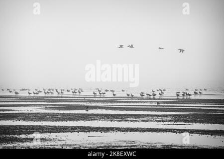 Schwärme von Graugänsen, die sich an einem nebligen Morgen im Wattenmeer zu ihrer saisonalen Wanderung versammeln Stockfoto