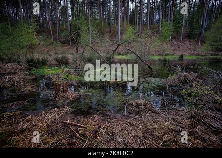 Delamere Forest in Ceshire Standorte und Aussichten Stockfoto