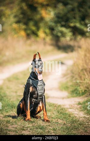 Schöner Dobermann Hund lustig sitzen im Freien in Landstraße im Herbst Tag. Lustige Dobermann Pinscher Hunderasse, die in der Kamera schaut Stockfoto
