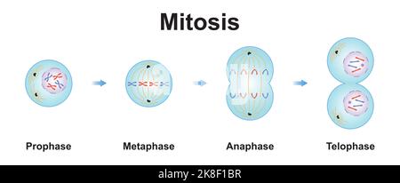 Wissenschaftliche Gestaltung von Mitosisephasen (Zellteilung). Bunte Symbole. Vektorgrafik. Stock Vektor