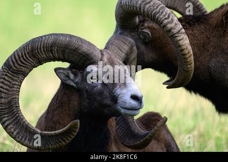 Mufflons sind überfüllt auf der Weide. Stockfoto