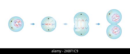 Wissenschaftliche Gestaltung von Mitosisephasen (Zellteilung). Bunte Symbole. Vektorgrafik. Stock Vektor