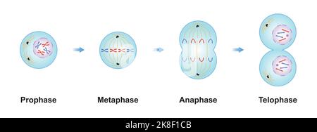 Wissenschaftliche Gestaltung von Mitosisephasen (Zellteilung). Bunte Symbole. Vektorgrafik. Stock Vektor