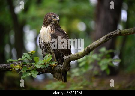 Ein Geier im Wald auf einem Baum sucht nach Beute. Stockfoto
