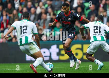 GRONINGEN, NIEDERLANDE - 23. OKTOBER: Cody Gakpo vom PSV während des niederländischen Eredivisie-Spiels zwischen dem FC Groningen und dem PSV Eindhoven am 23. Oktober 2022 bei Euroborg in Groningen, Niederlande (Foto: Peter Lous/Orange Picches) Stockfoto