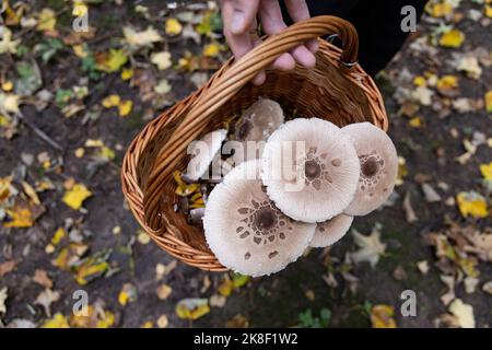 Sonnenschirmpilze in einem Korb, Herbstblätter auf dem Hintergrund. Hochwertige Fotos Stockfoto