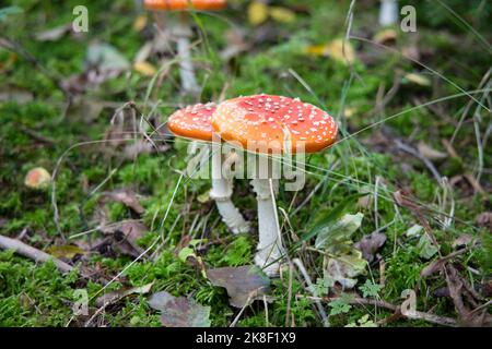 amanita muscaria Fliegenpilz. Hochwertige Fotos Stockfoto