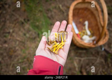 Craterellus tubaeformis, Winterpfifferlinge in der Hand einer Frau. Hochwertige Fotos Stockfoto