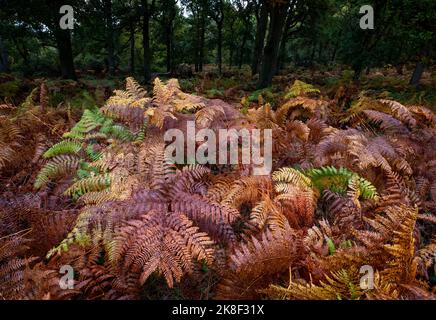 Gewöhnliche Fern-Pflanzen, die in Herbstfarben in einem Wald, Warwickshire, England, wechseln. Stockfoto