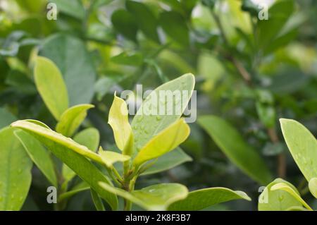 Die grüne Blume im Garten Stockfoto