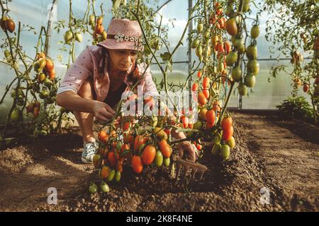 Reifer Bauer gräbt Boden mit Gartengabel im Gewächshaus Stockfoto