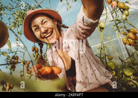 Fröhlicher Bauer, der frische Tomaten im Gewächshaus hält Stockfoto