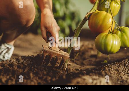 Hand of farmer digging soil with gardening fork Stockfoto