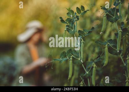 Grüne Erbsen, die auf der Pflanze im Garten wachsen Stockfoto