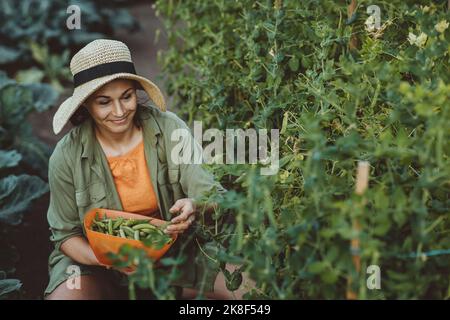 Lächelnde Frau, die im Garten grüne Erbsen sammelt Stockfoto