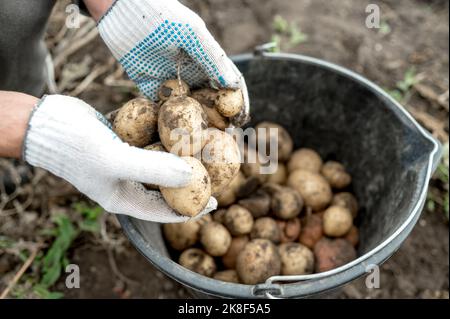Hände eines Bauern, der Handschuhe trägt und schmutzige Kartoffeln in den Eimer legt Stockfoto