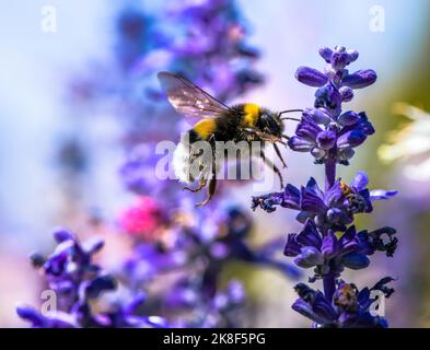 Makro einer nördlichen Weißschwanzhummel, die zu einer violetten Salbeiblüte fliegt Stockfoto