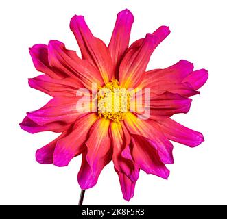 Makro einer isolierten roten Dahlie Blume Blüte Stockfoto