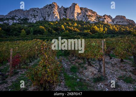 Schöne Landschaft der Dentelle de montmirail , kleine Berge in der provence Frankreich mit Weinbergen im Vordergrund, aufgenommen in Beaume de Venise , Vauc Stockfoto