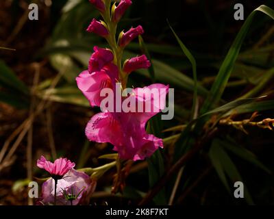 Nahaufnahme eines rosa blühenden Gartens kormous Gladioli. Stockfoto