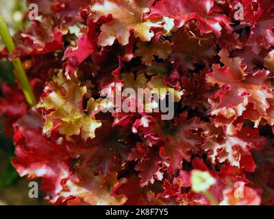 Nahaufnahme der leuchtend orange-roten Blätter der niedrig wachsenden krautigen Staude Heuchera Marmalade. Stockfoto