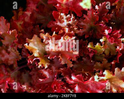 Nahaufnahme der leuchtend orange-roten Blätter der niedrig wachsenden krautigen Staude Heuchera Marmalade. Stockfoto