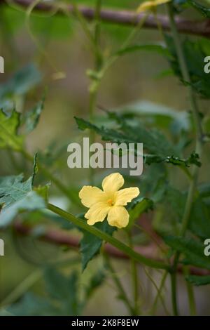 Bitteres Kürbisgewächs mit einer gelben Blume, momordica charantia, auch bekannt als Bittermelone oder Bitterapfel, weicher Hintergrund mit Kopierraum Stockfoto