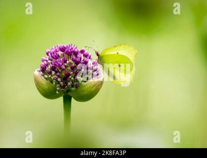 Grüner Schwefel-Schmetterling bestäubt auf frischer Allium-Blume Stockfoto