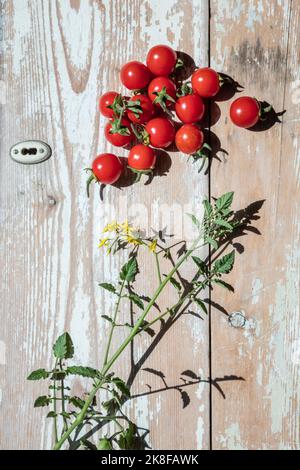 Hausgemachte Tomaten liegen auf einem Holztisch Stockfoto