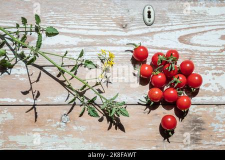 Hausgemachte Tomaten liegen auf einem Holztisch Stockfoto