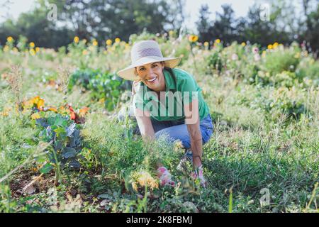 Glücklicher reifer Gärtner trägt Hut Ernte Gemüse auf dem Feld Stockfoto
