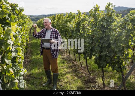 Lächelnder älterer Mann mit Tablet-PC, der die Trauben im Weinberg überprüft Stockfoto