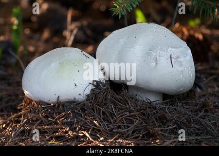 Essbarer Pilz Agaricus arvensis unter Fichte. Bekannt als Pferdepilz. Zwei weiße Wildpilze wachsen in den Nadeln. Stockfoto