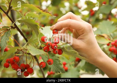 Frau pflückt im Garten aus dem Baum Viburnum-Beeren Stockfoto
