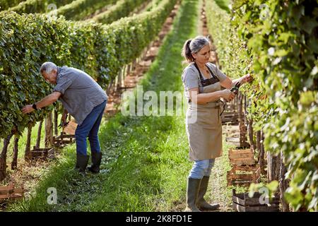 Reife Bauern arbeiten im Weinberg Stockfoto