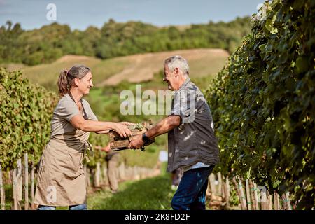 Glückliche, reife Bauern, die am sonnigen Tag im Weinberg arbeiten Stockfoto