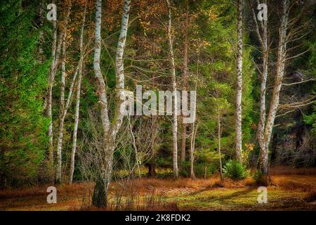 DE - BAYERN: Herbstliche Waldszene im Loisach Moor bei Bichl, Oberbayern (Photographic Art © Edmund Nagele FRPS) Stockfoto