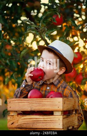 Kind Junge essen großen roten Apfel und halten Kiste voller Früchte im Garten Stockfoto