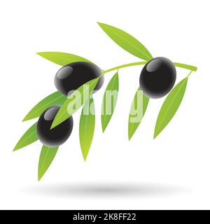 Oliven und Blätter Illustration isoliert auf weißem Hintergrund Stock Vektor